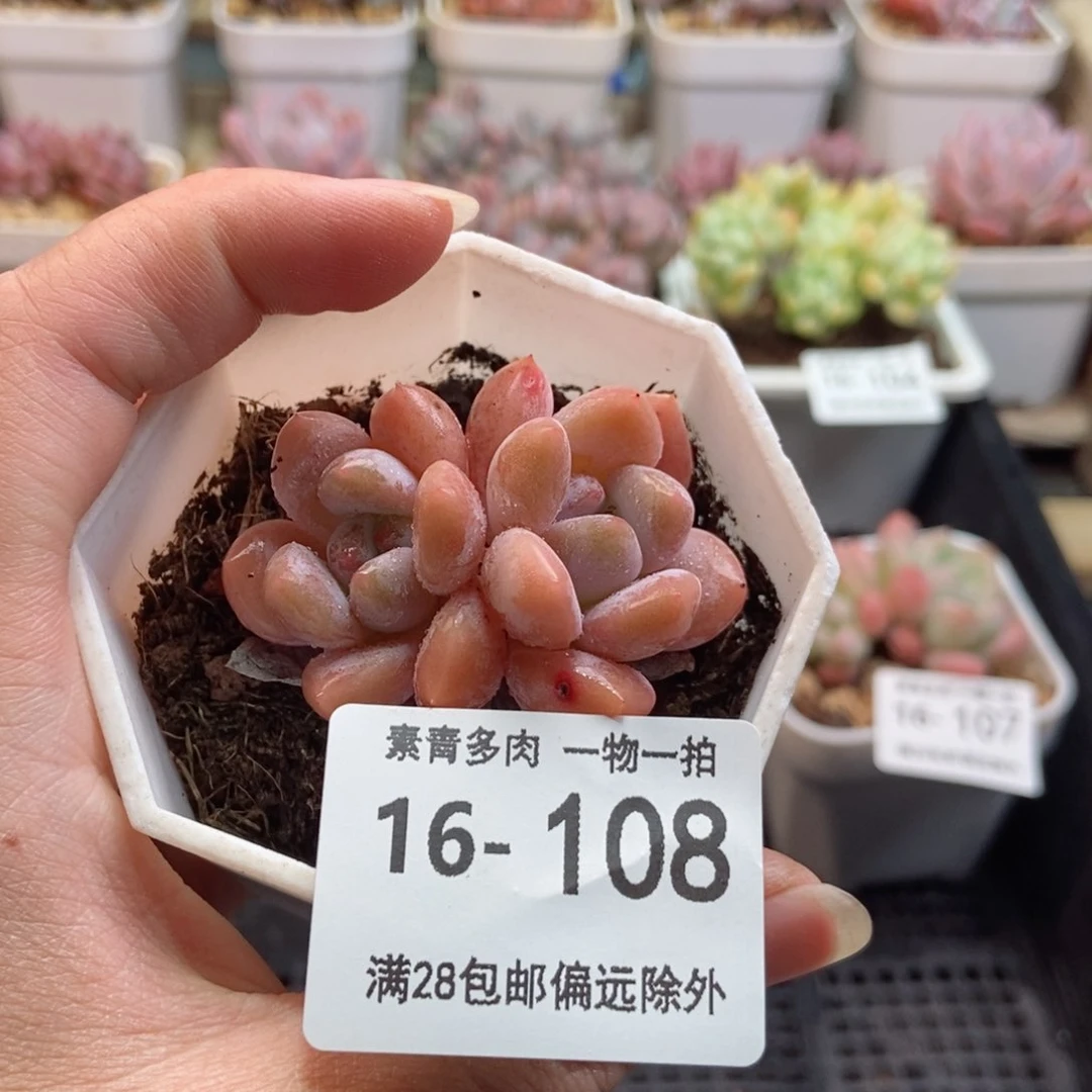 奥橙 一物一拍..