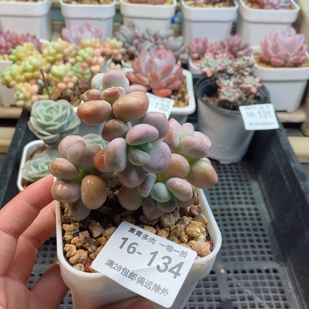 花朵洛神 一物一拍