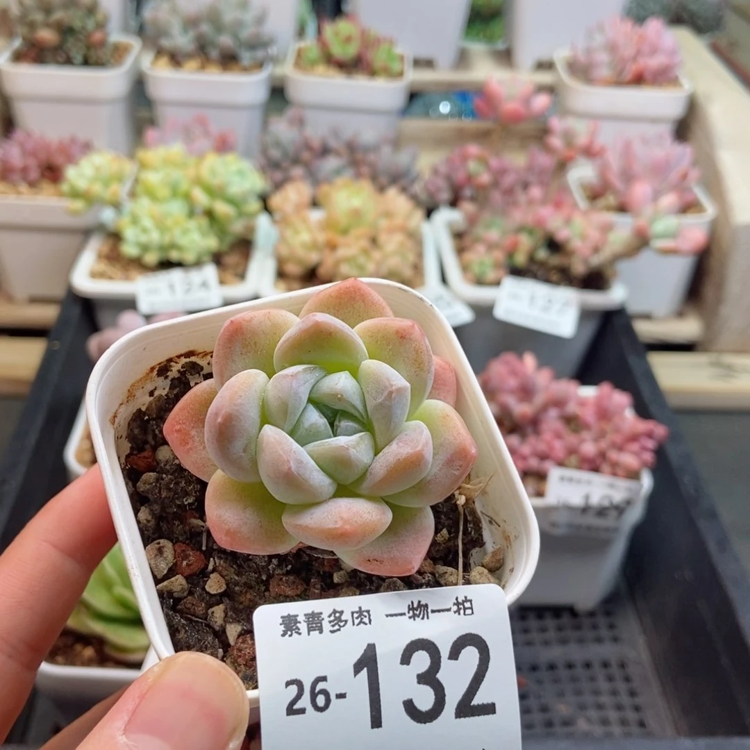 冰玉 一物一拍..