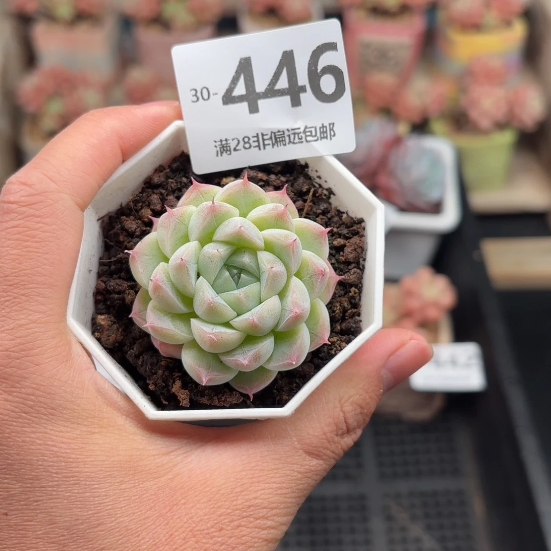 白卡 一物一拍..