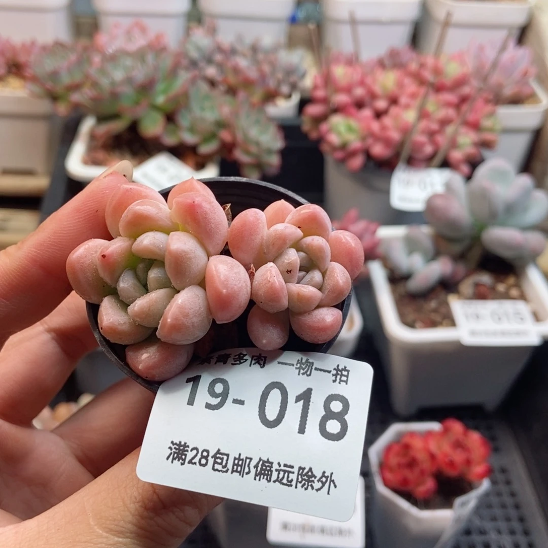 奶糖双头 一物一拍