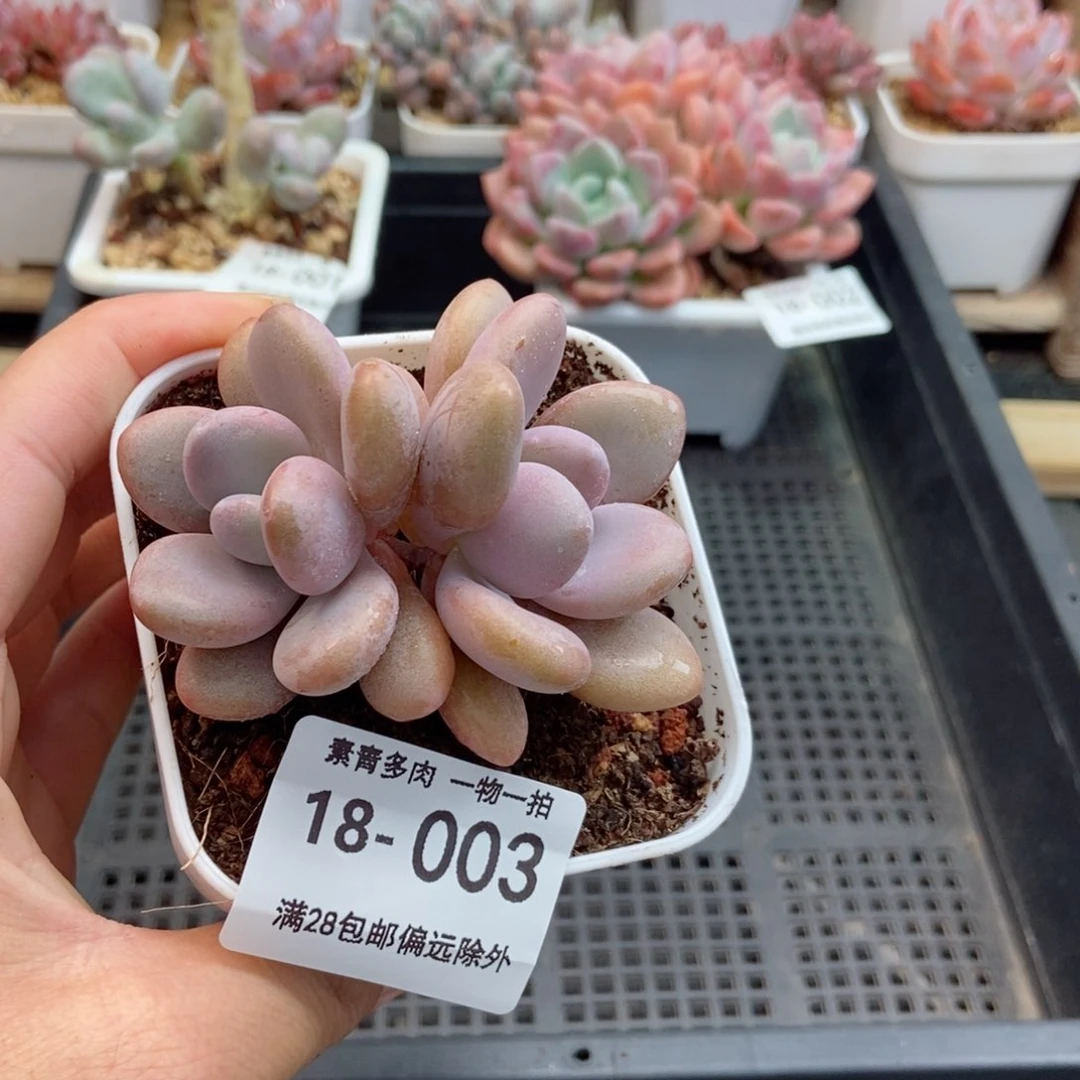 粉兔 一物一拍..