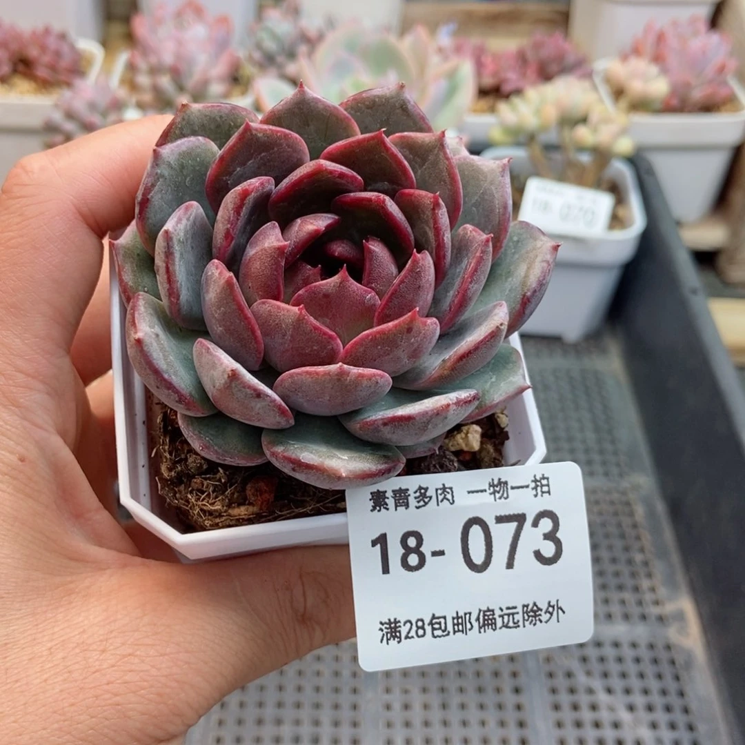蓝莓 一物一拍..