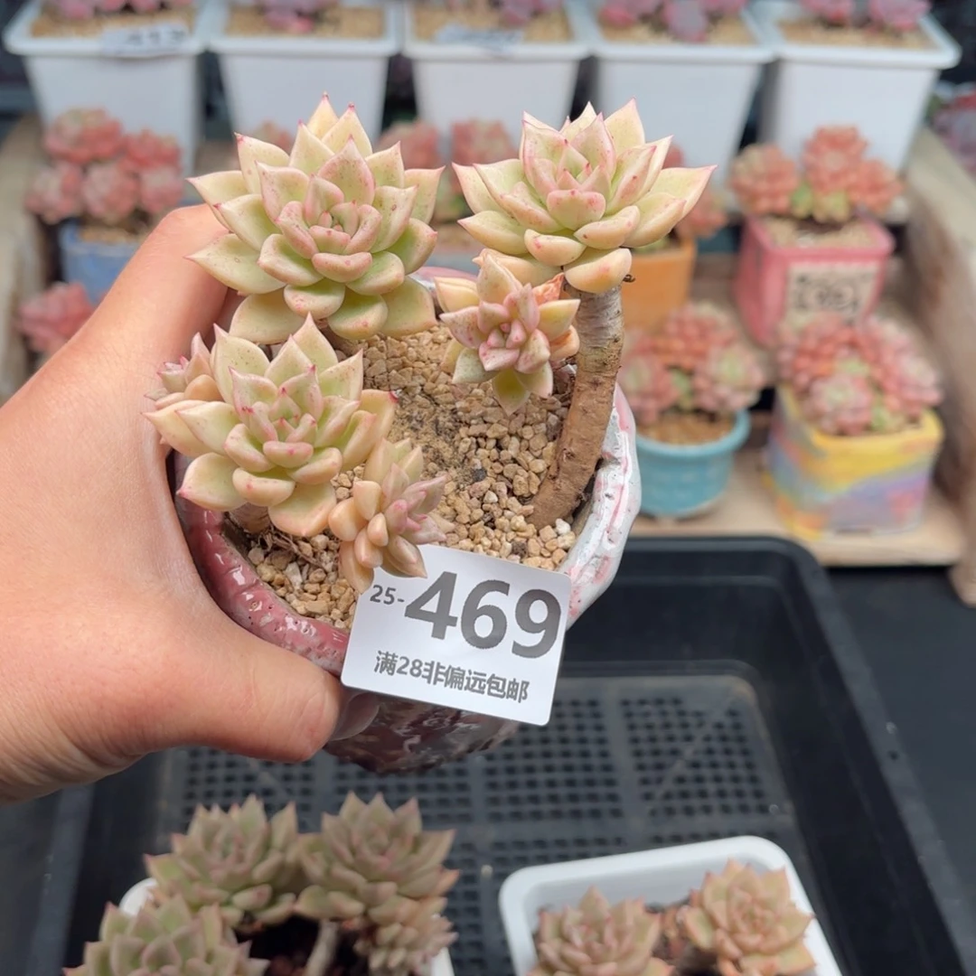 璀璨 一物一拍..