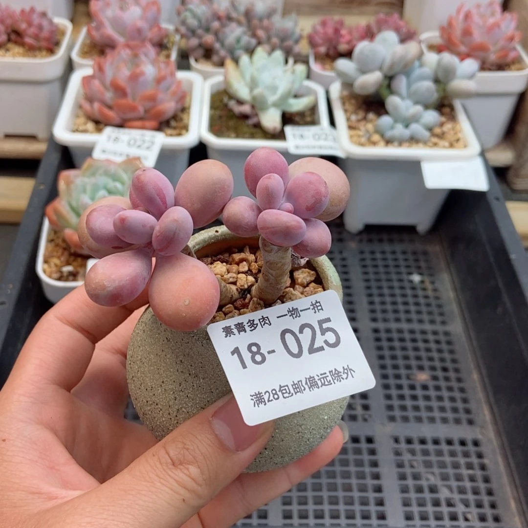 桃蛋 一物一拍..