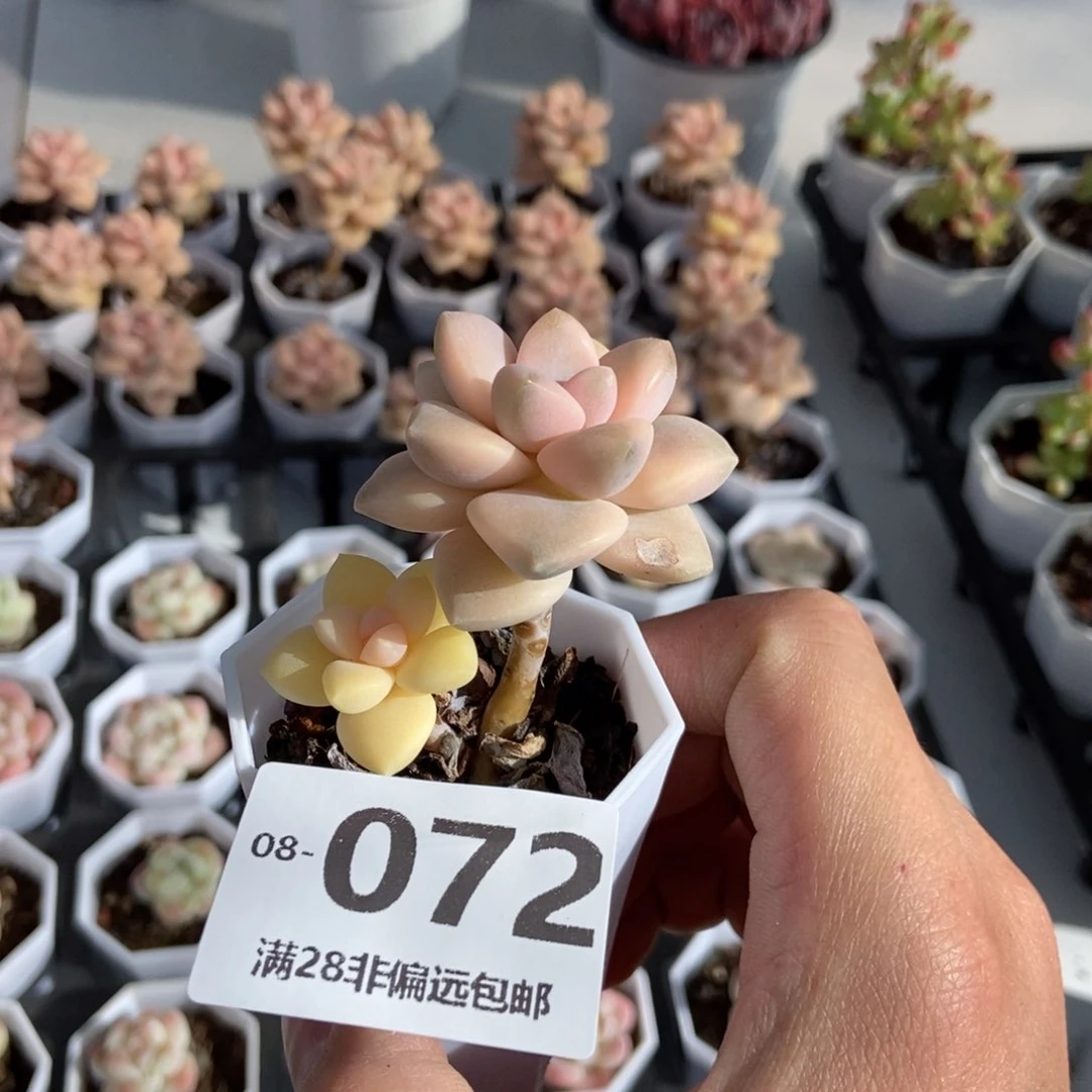 美杏锦 一物一拍