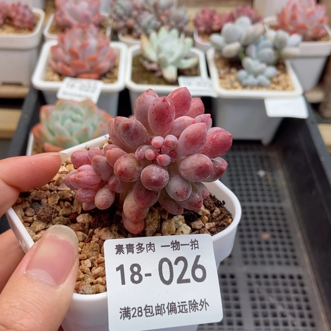 婴儿手指 一物一拍