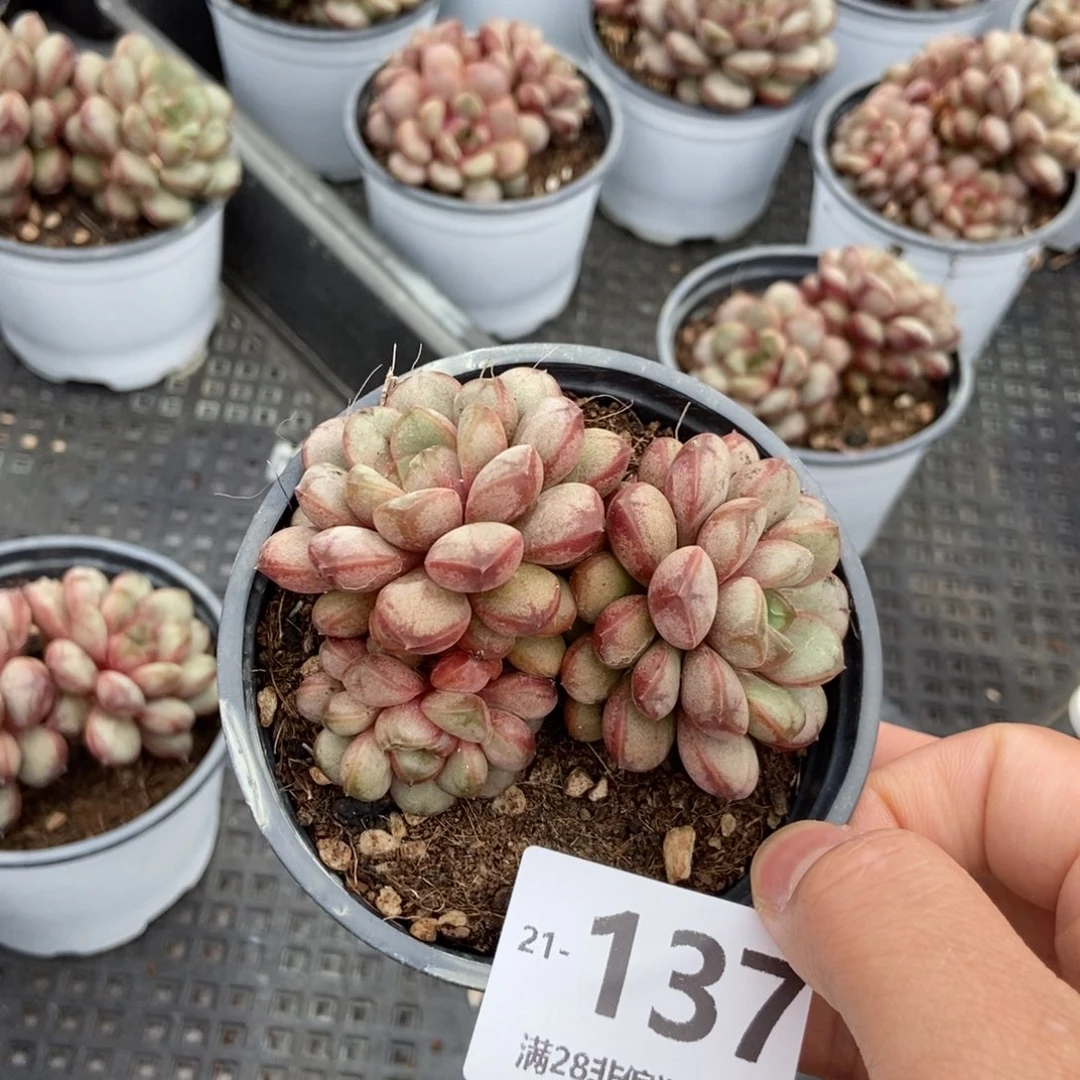 葡萄群 一物一拍