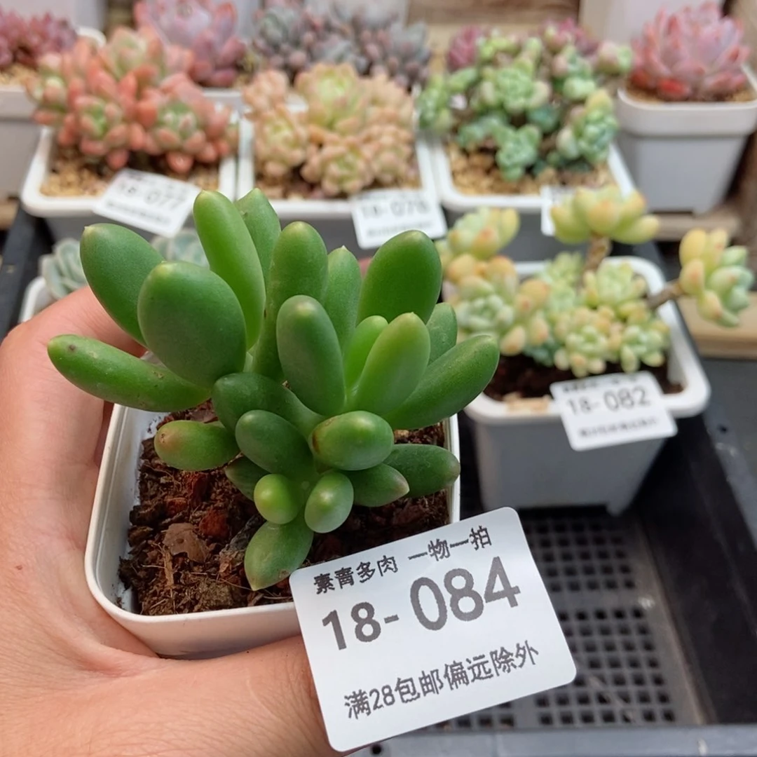 金蟾 一物一拍..
