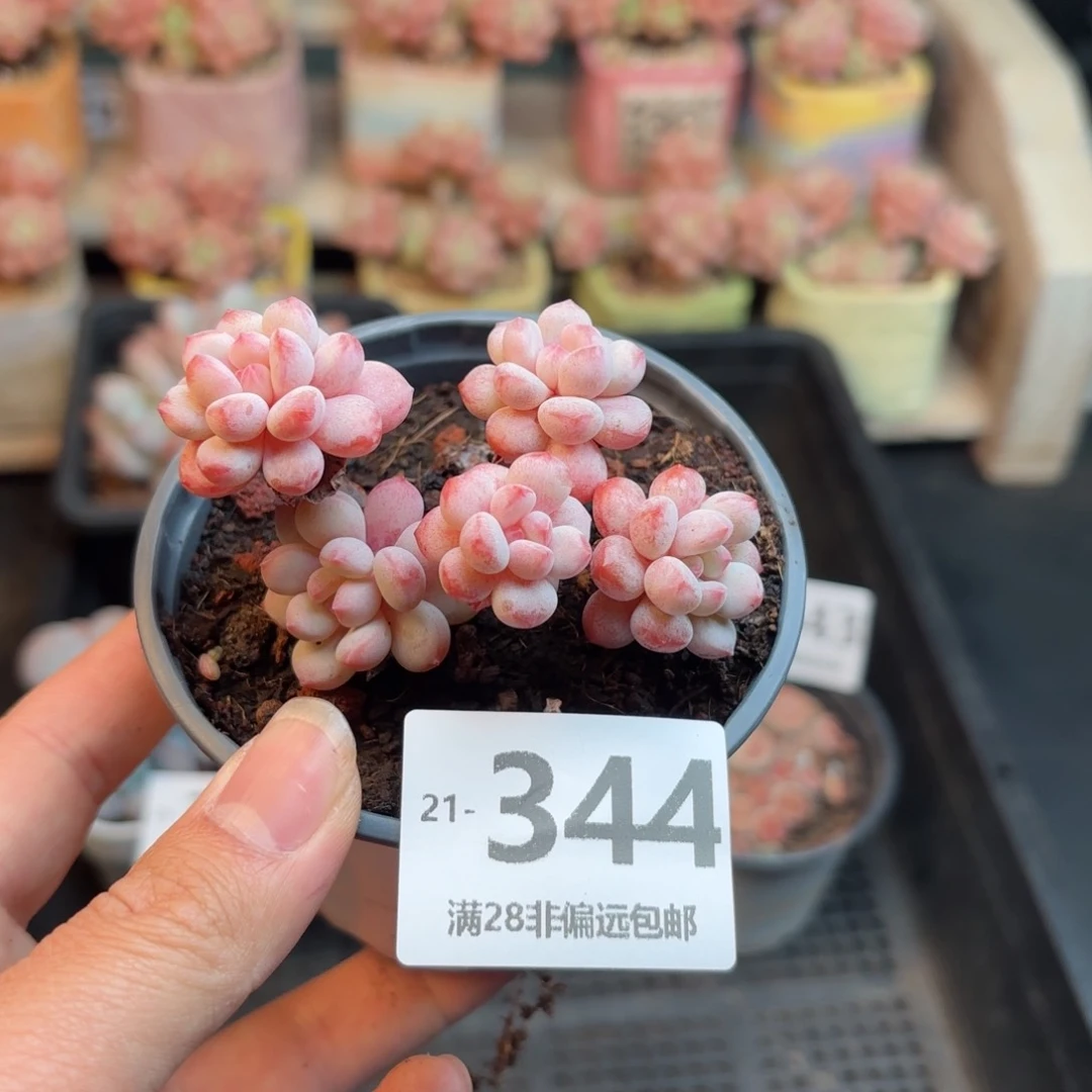 小红蛋 一物一拍