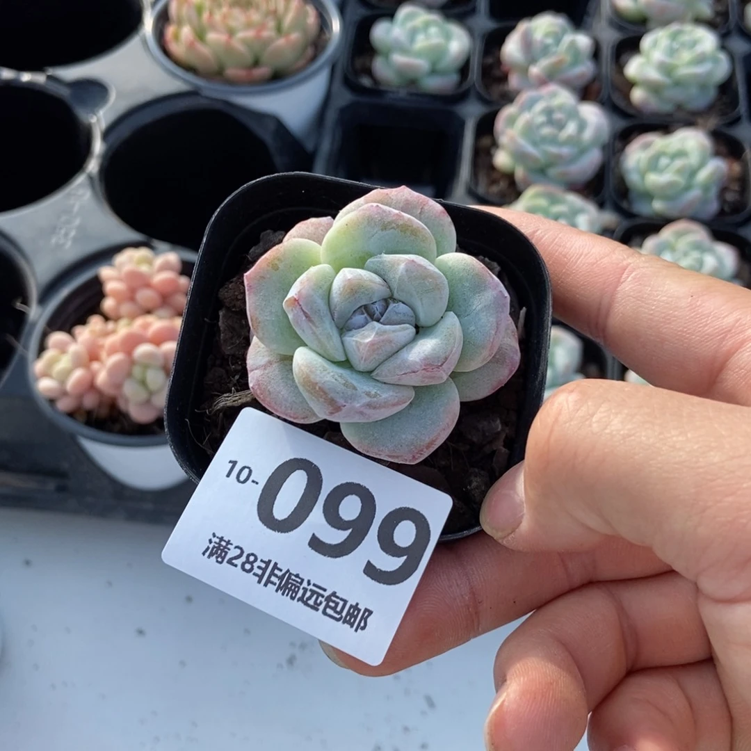 冰玉石化 一物一拍