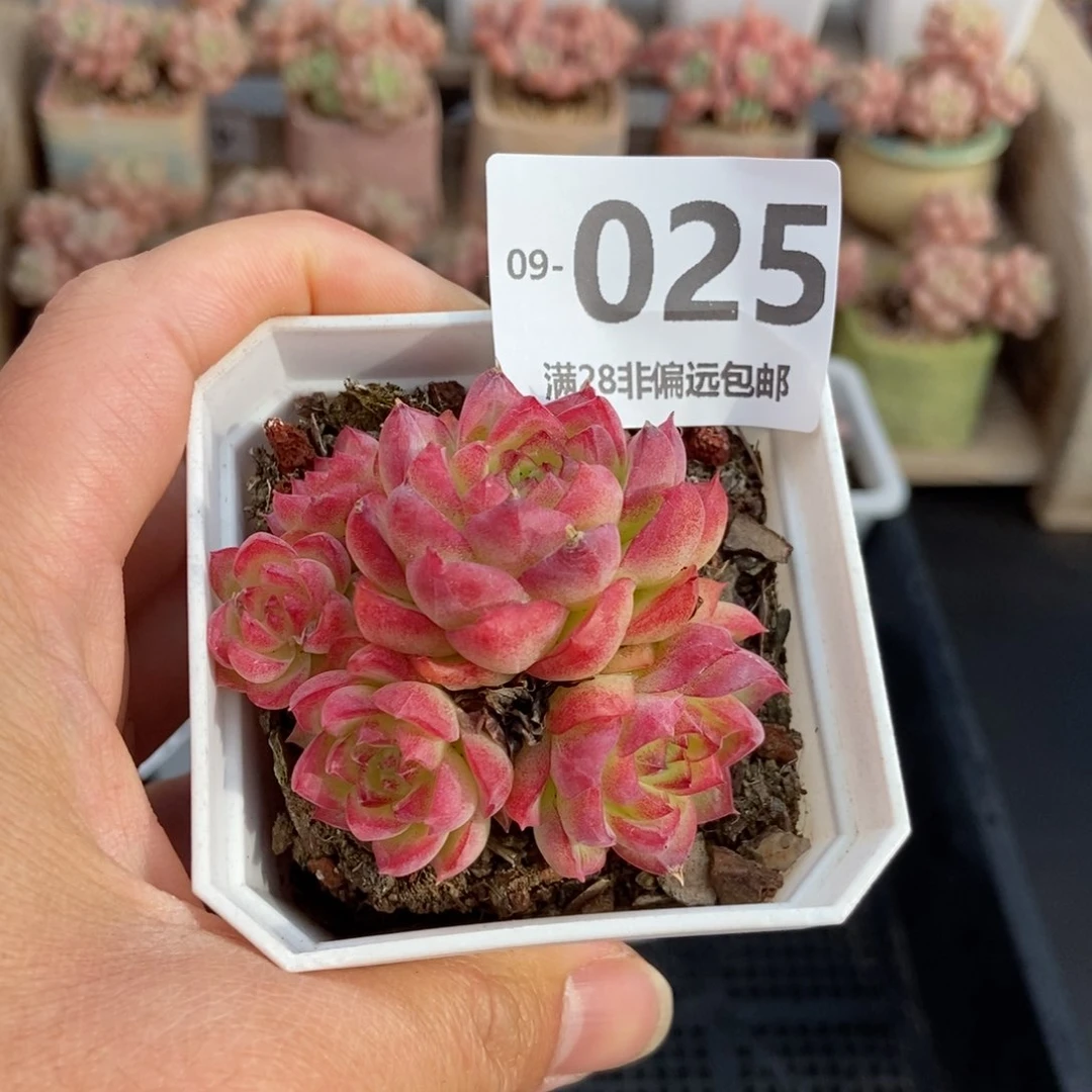 女王 一物一拍..