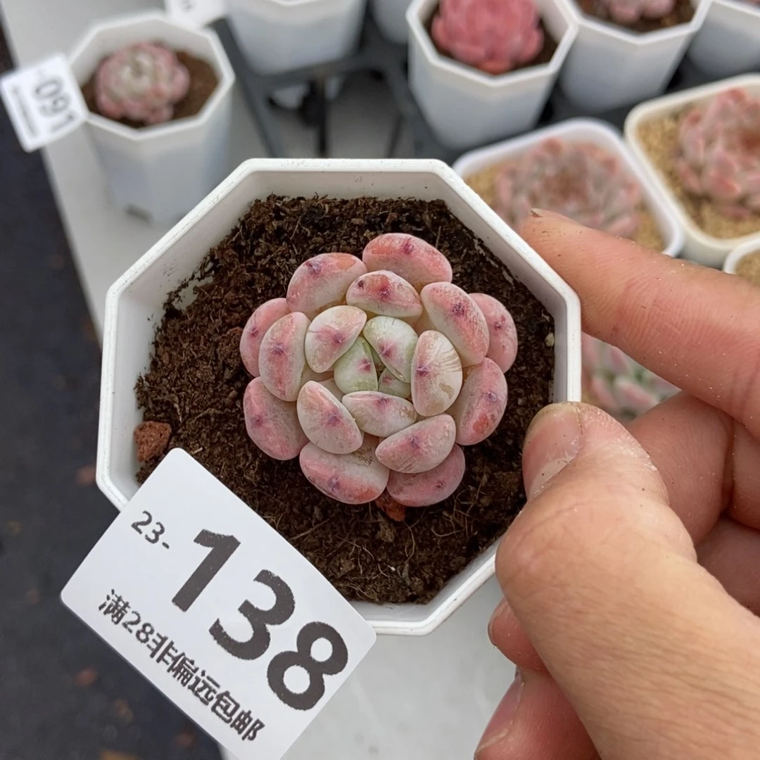 雪爪 一物一拍..