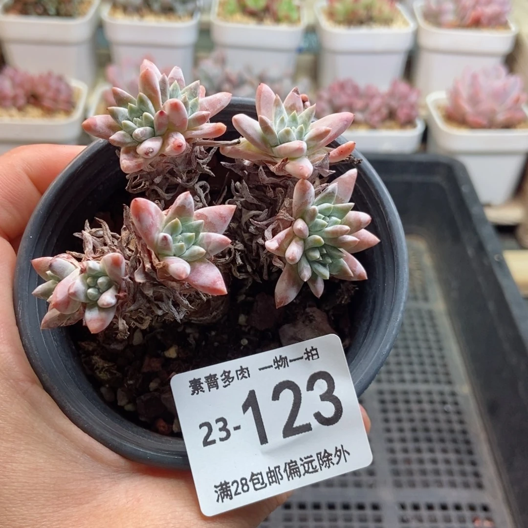 白菊 一物一拍..