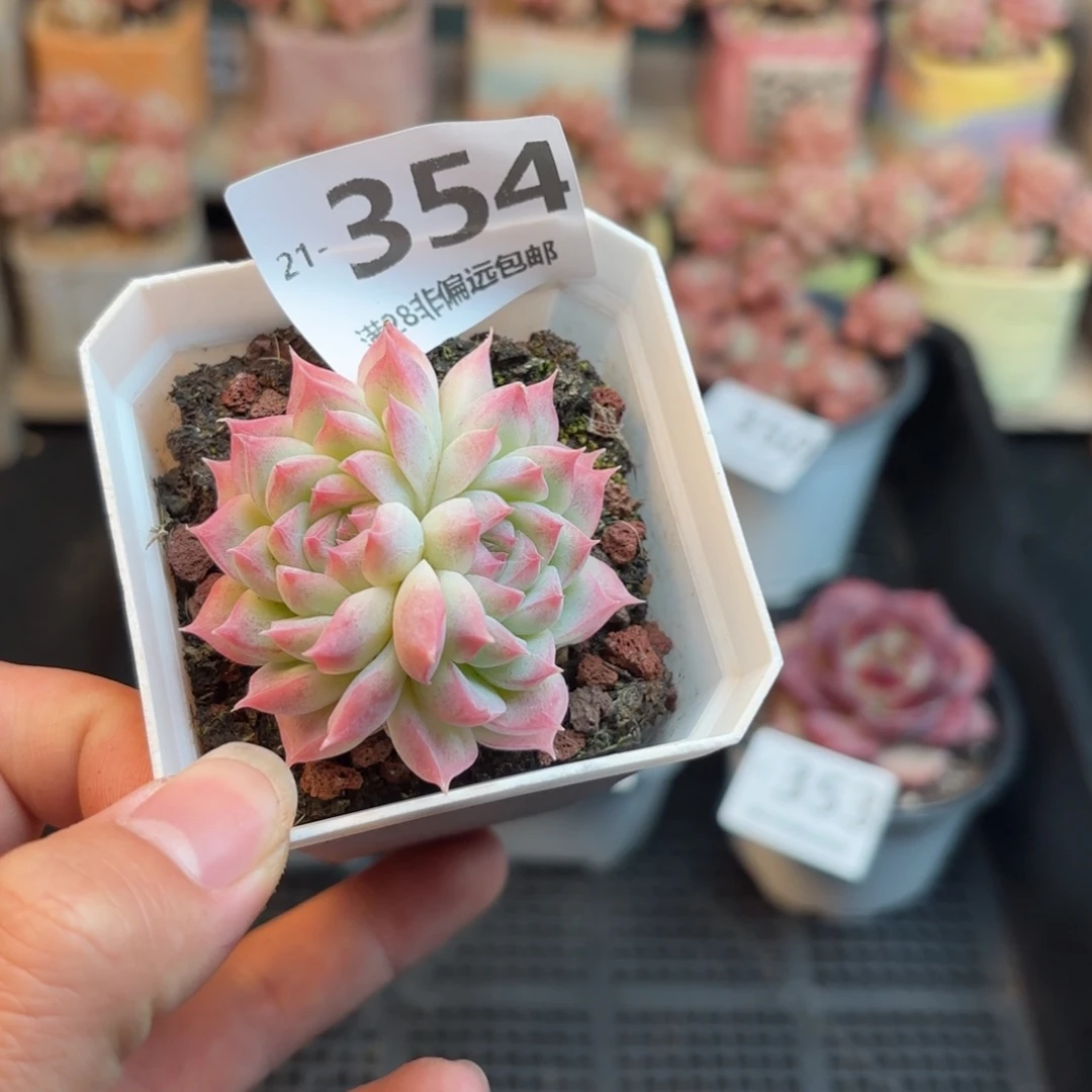 草莓熊 一物一拍