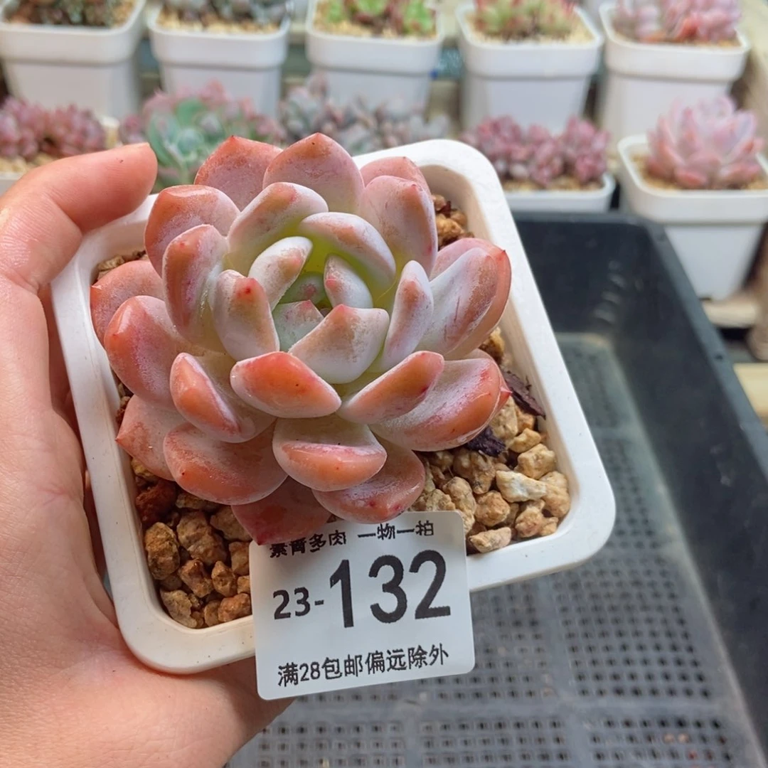 橙梦露 一物一拍