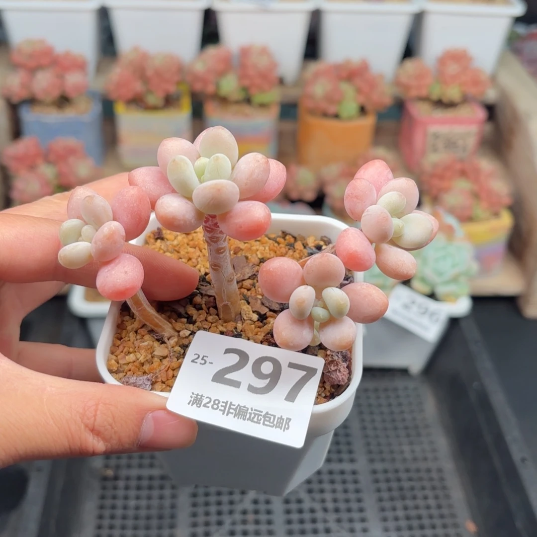 洛神奶 一物一拍