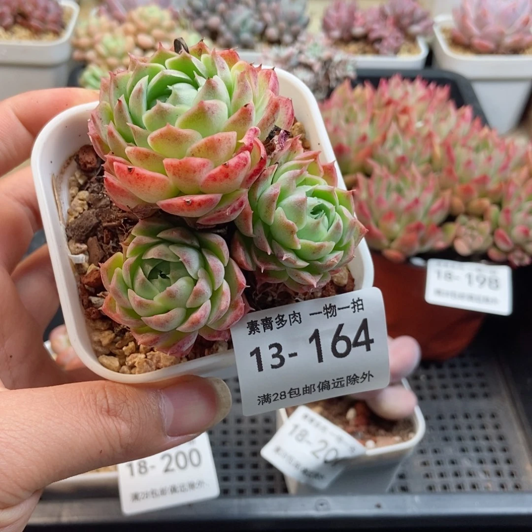 夏洛玫瑰 一物一拍