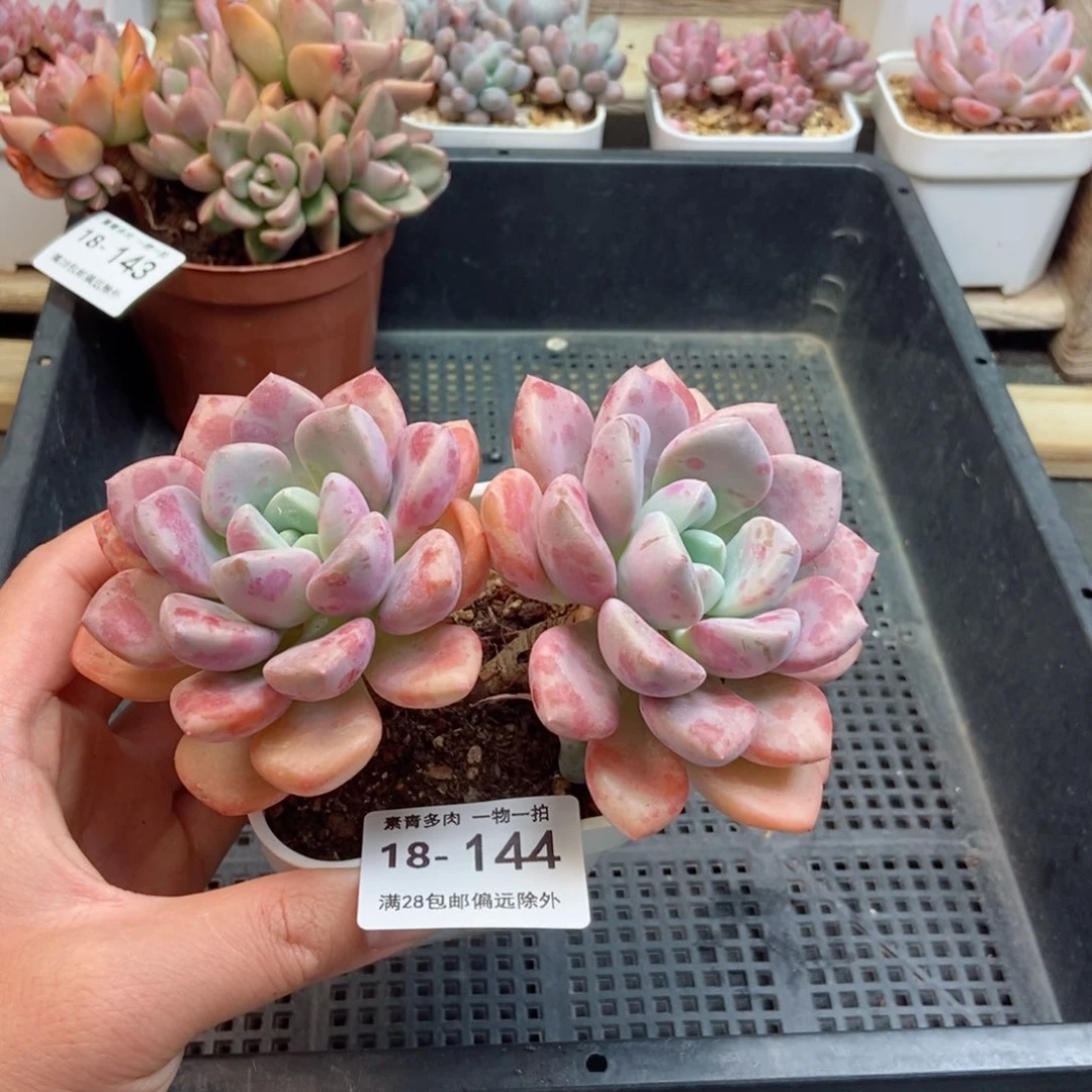 花斑露 一物一拍