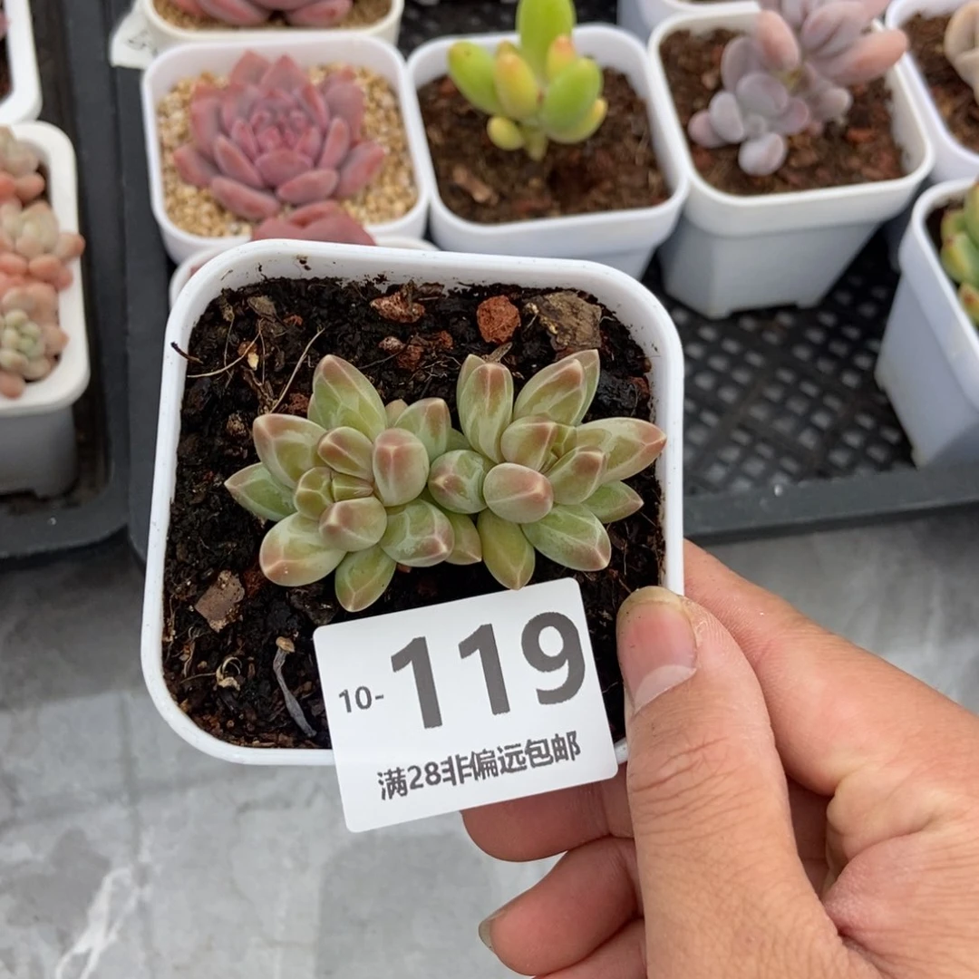 乌拉克拉 一物一拍