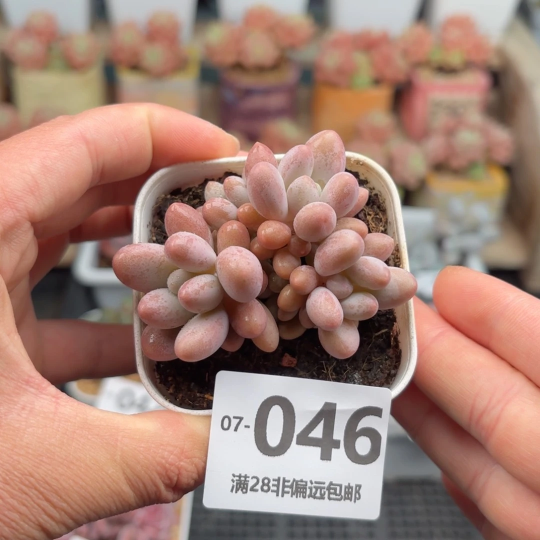 汤圆多肉 一物一拍