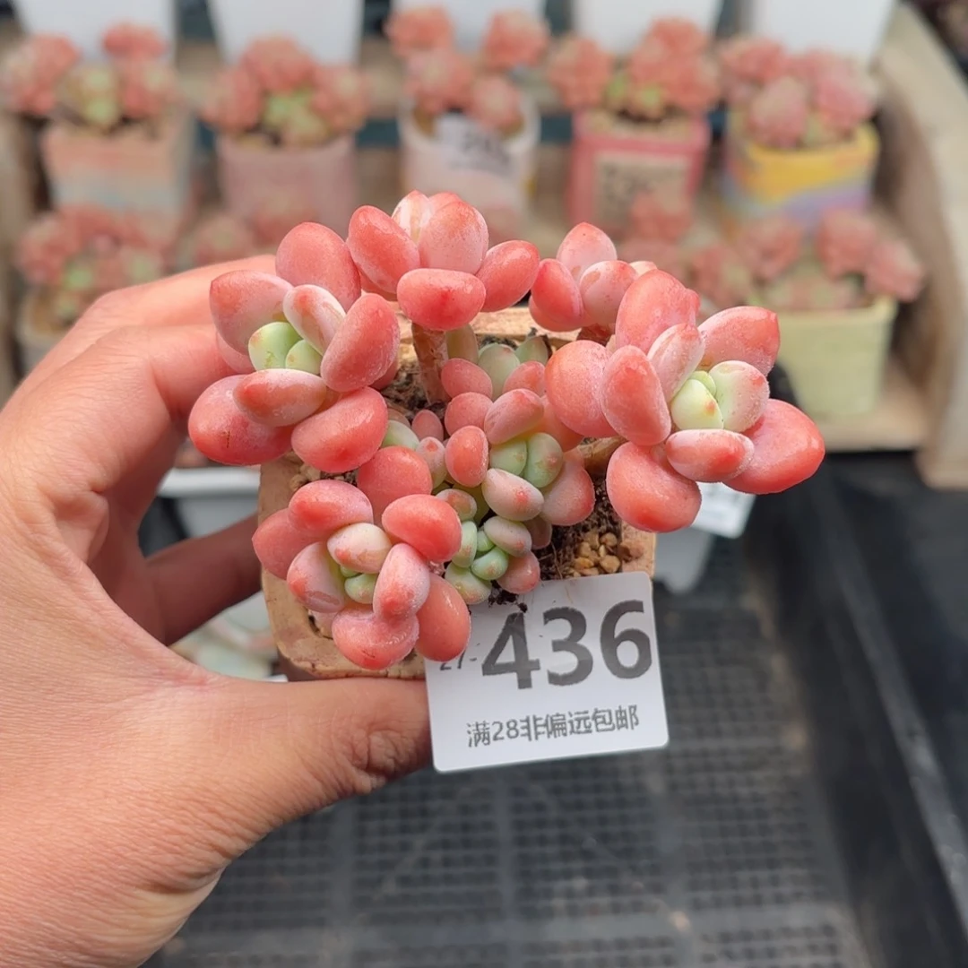 橘子洛神 一物一拍