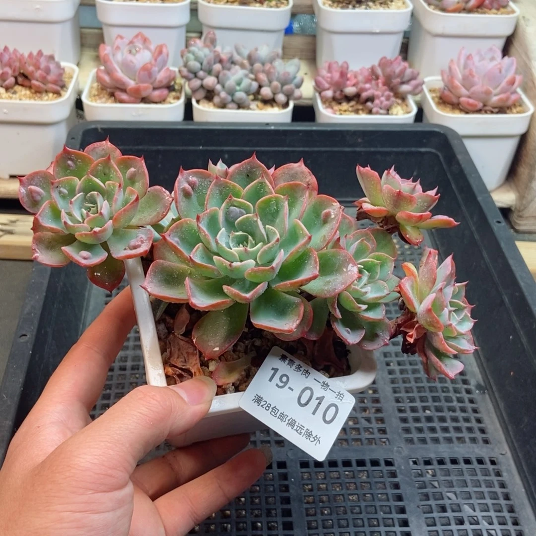 泪无痕 一物一拍