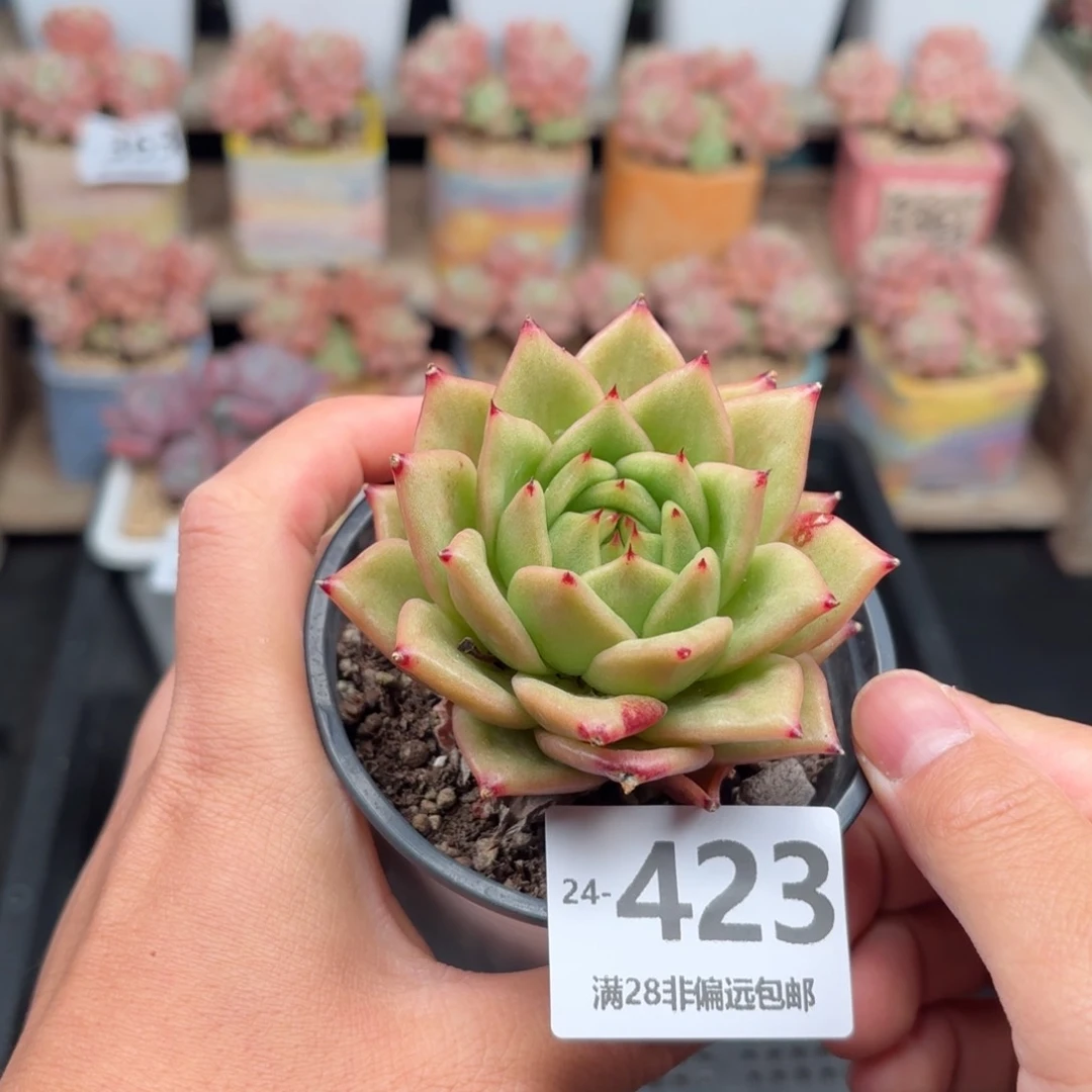 凸起 一物一拍..