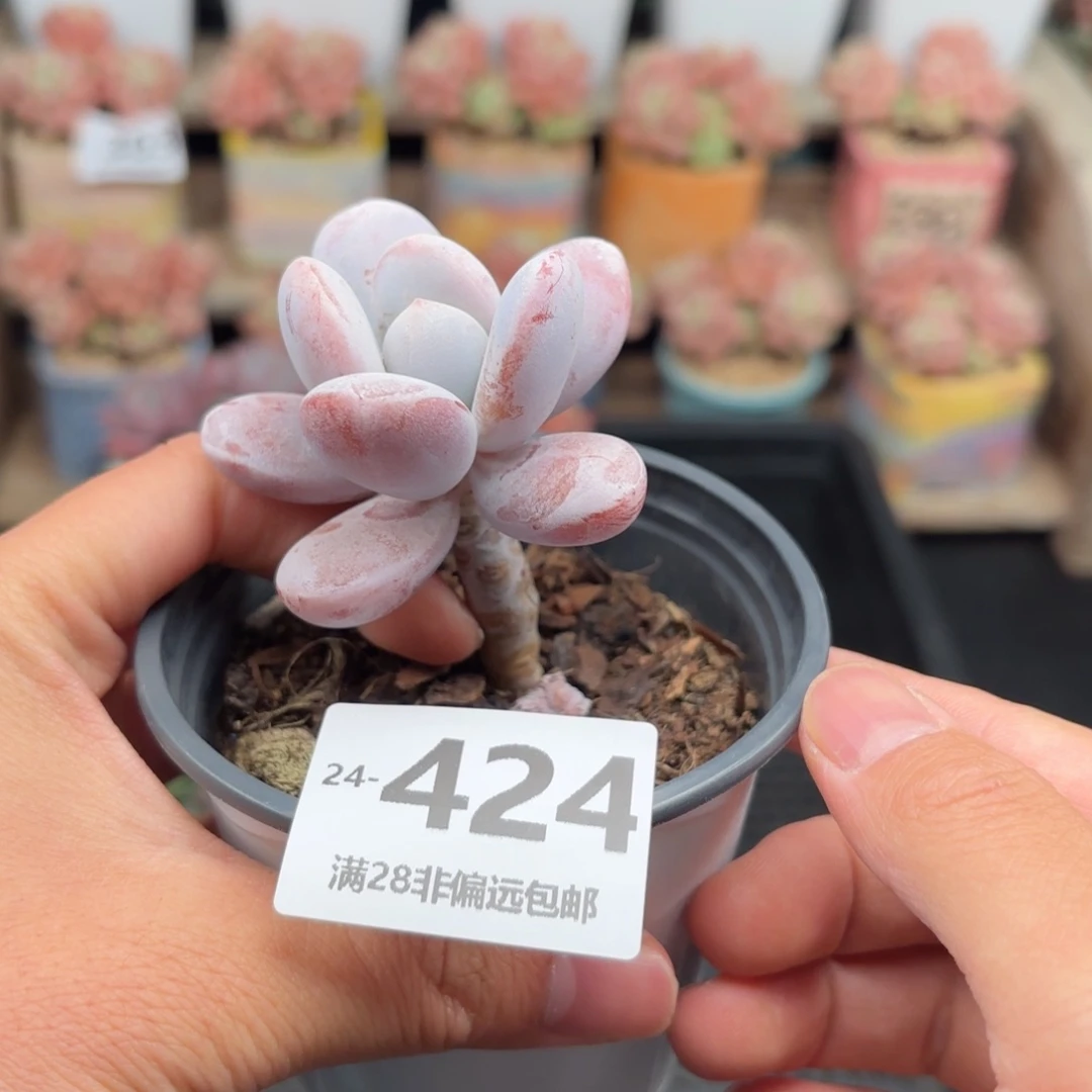 雪美人 一物一拍