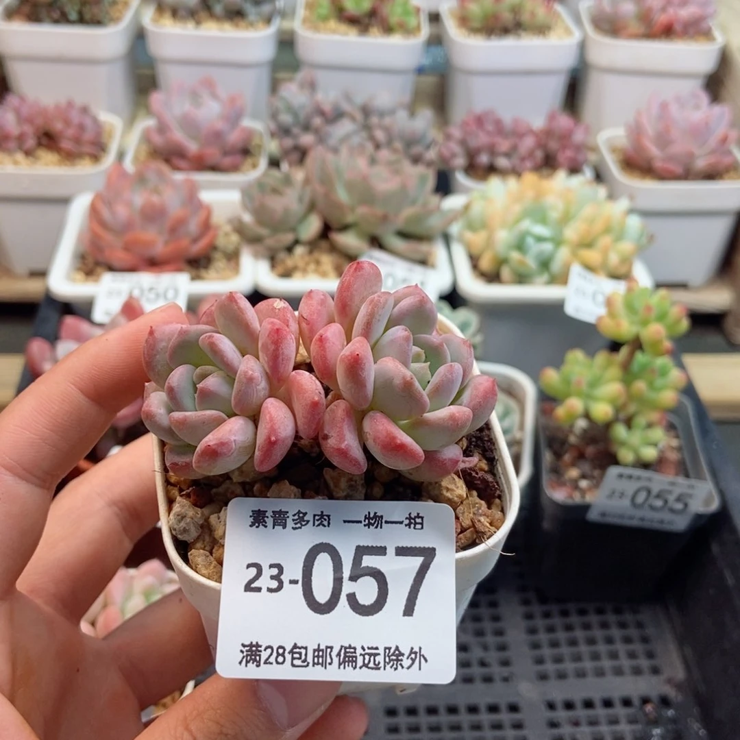琥珀  一物一拍..