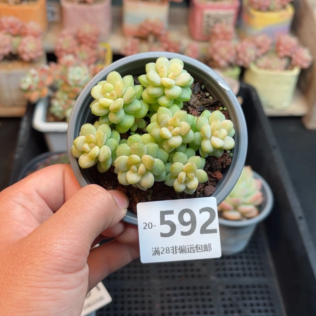 阳阳光玫瑰 一物一拍