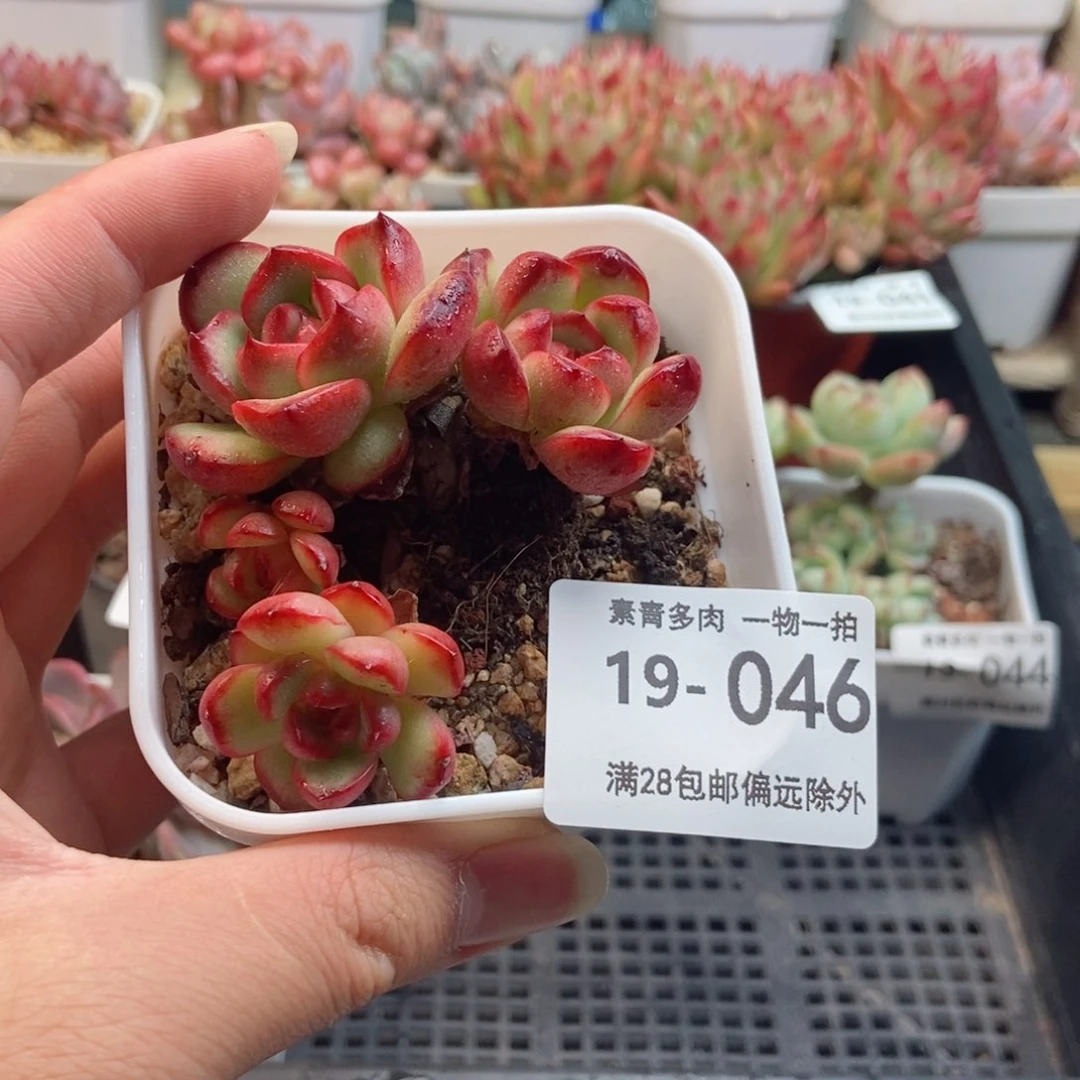 万宝龙 一物一拍