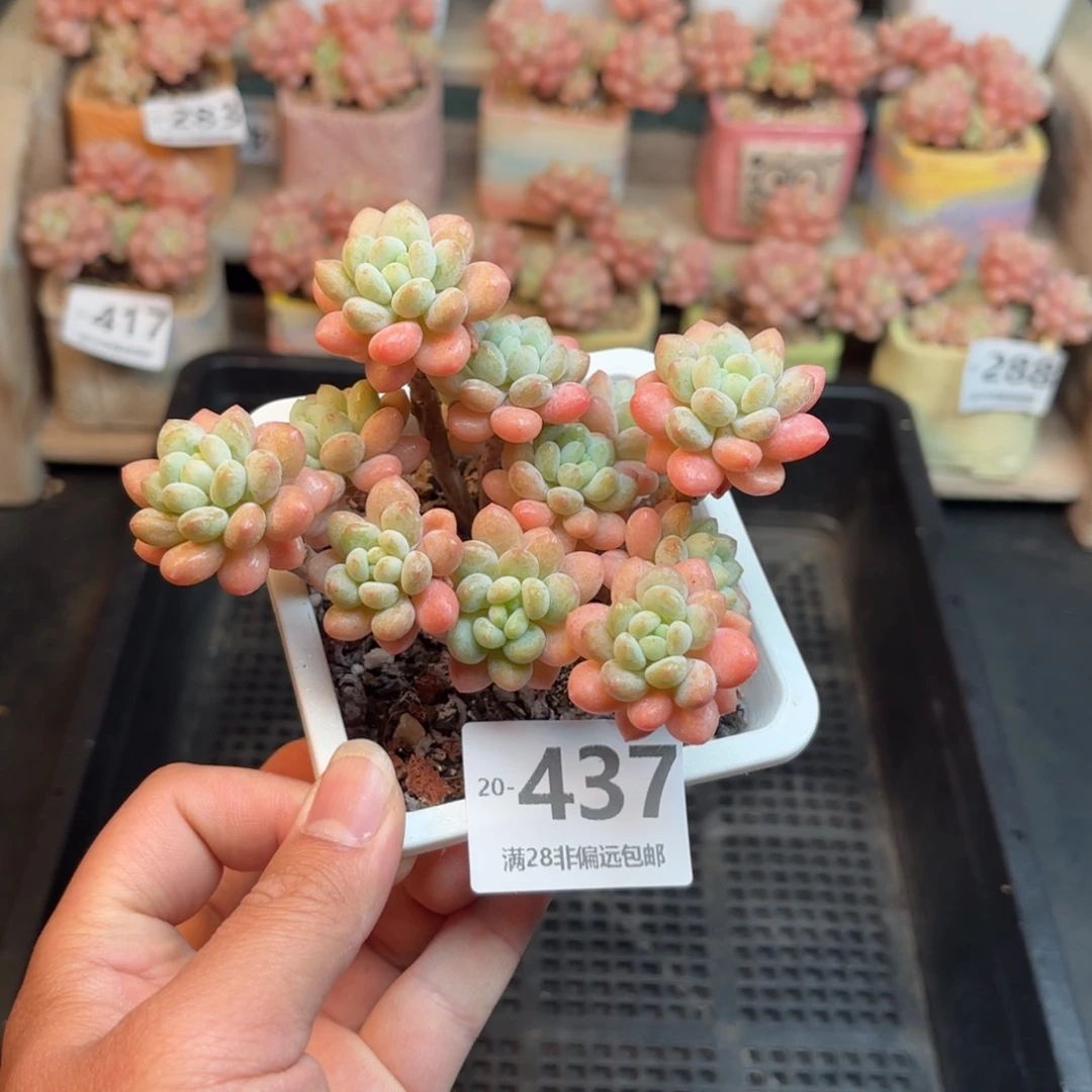 洛可可 一物一拍