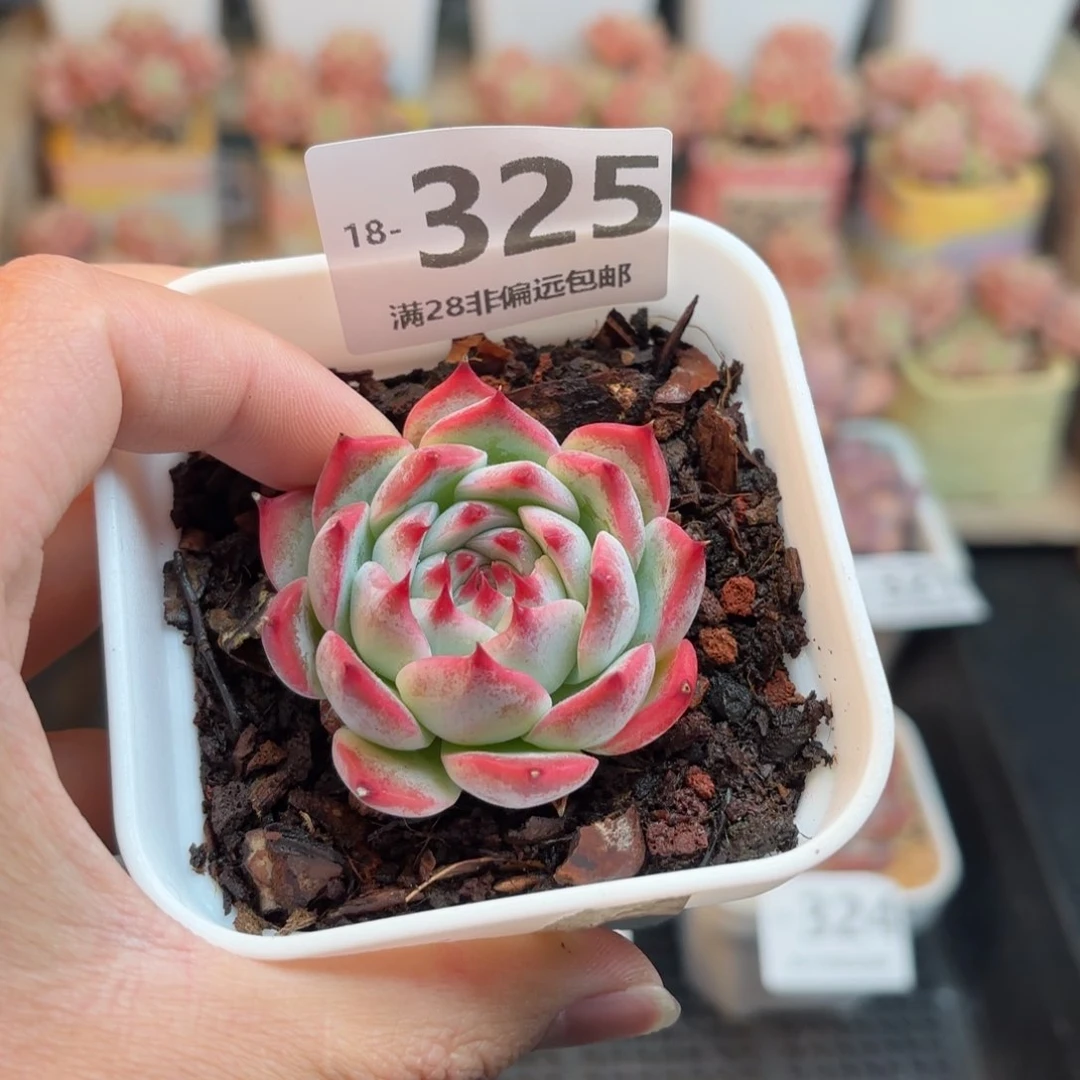 吉娃娃 一物一拍