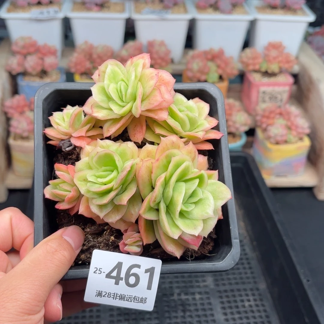 冰玫瑰锦 一物一拍