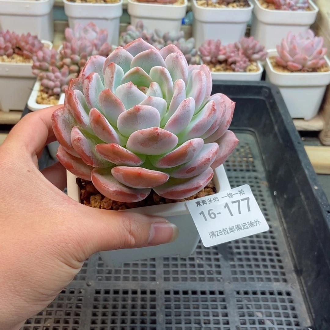 橙梦露 一物一拍