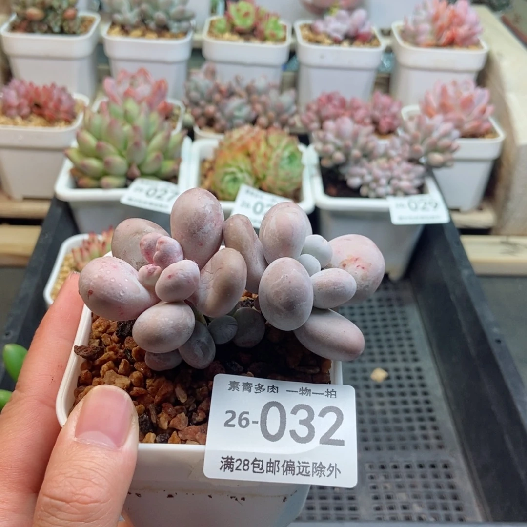 原始奶 一物一拍