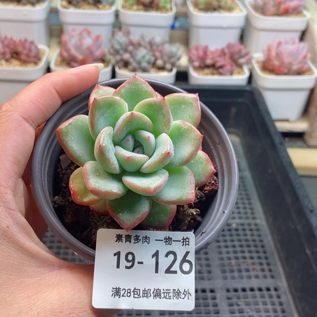 草莓泡芙 一物一拍