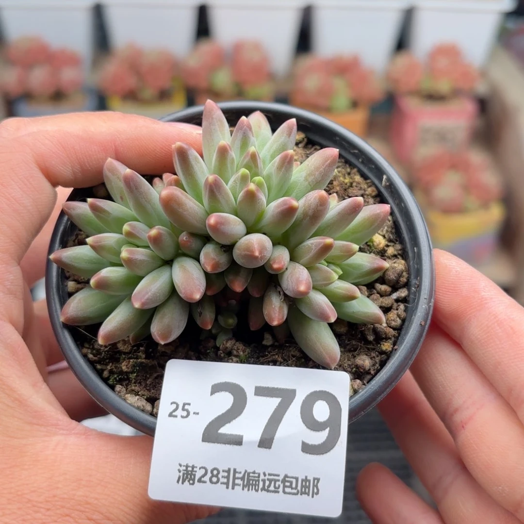 伊卡鲁斯 一物一拍