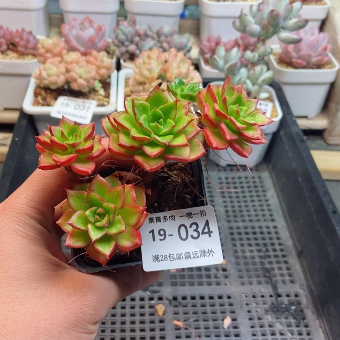 蒂亚群 一物一拍