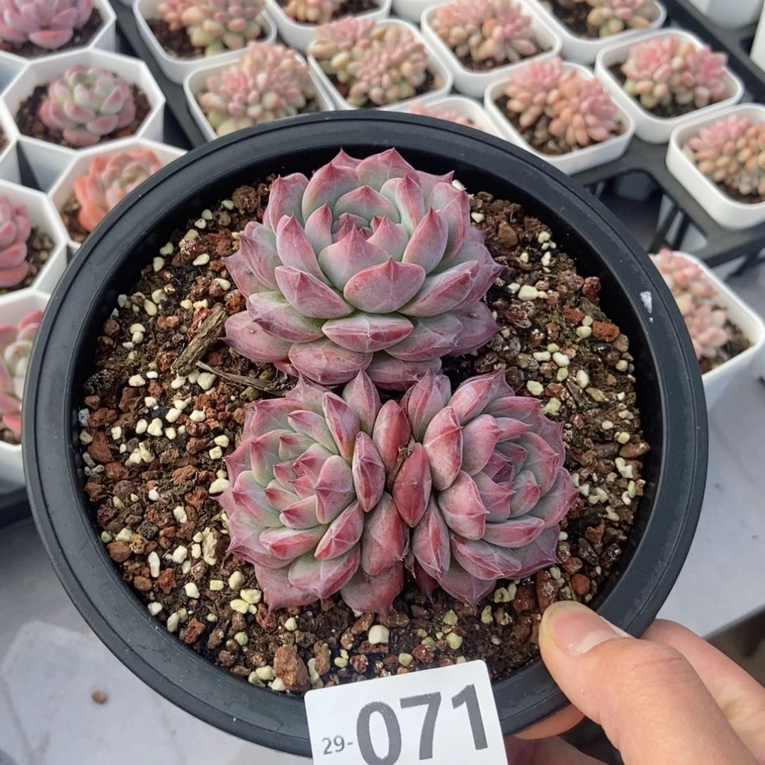 卡罗拉 一物一拍