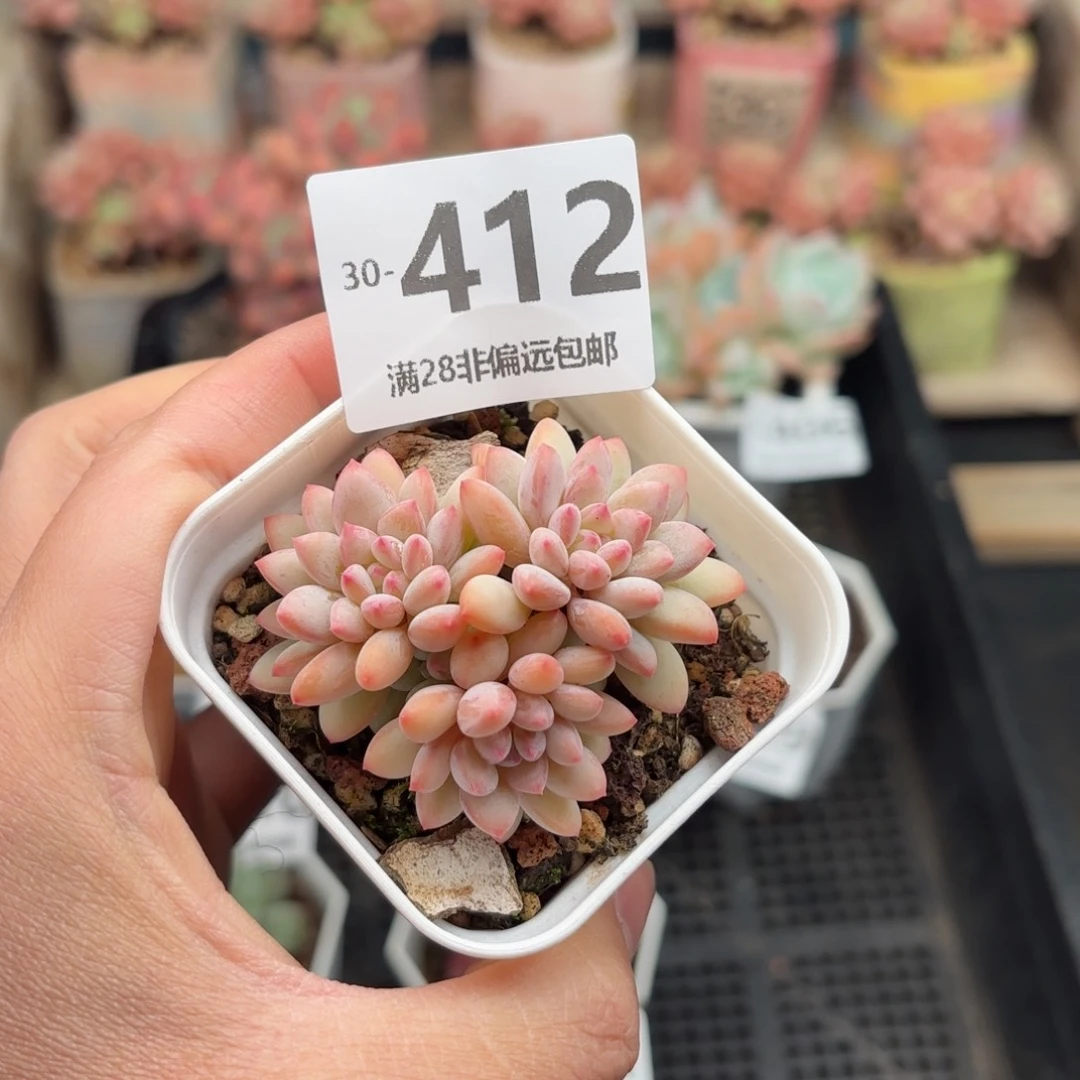 冰淇淋 一物一拍