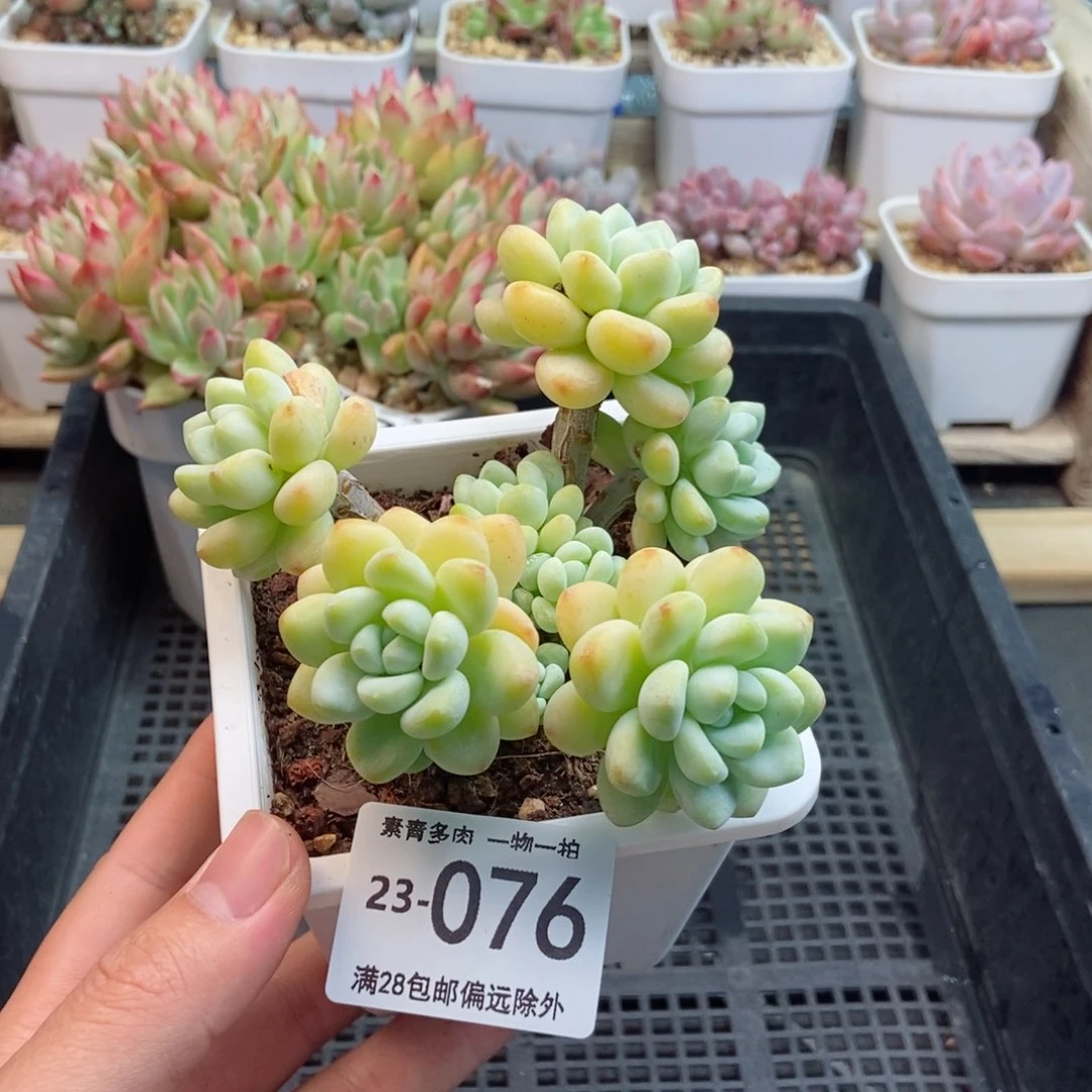 劳尔群 一物一拍
