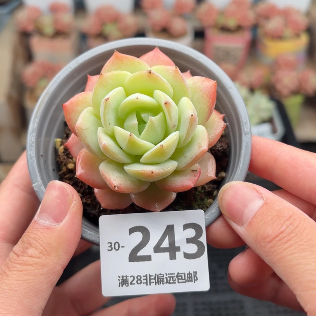 恋曲 一物一拍..