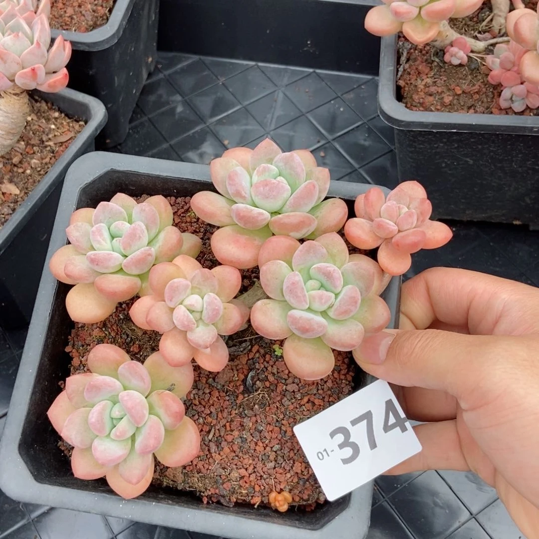 白露 一物一拍..