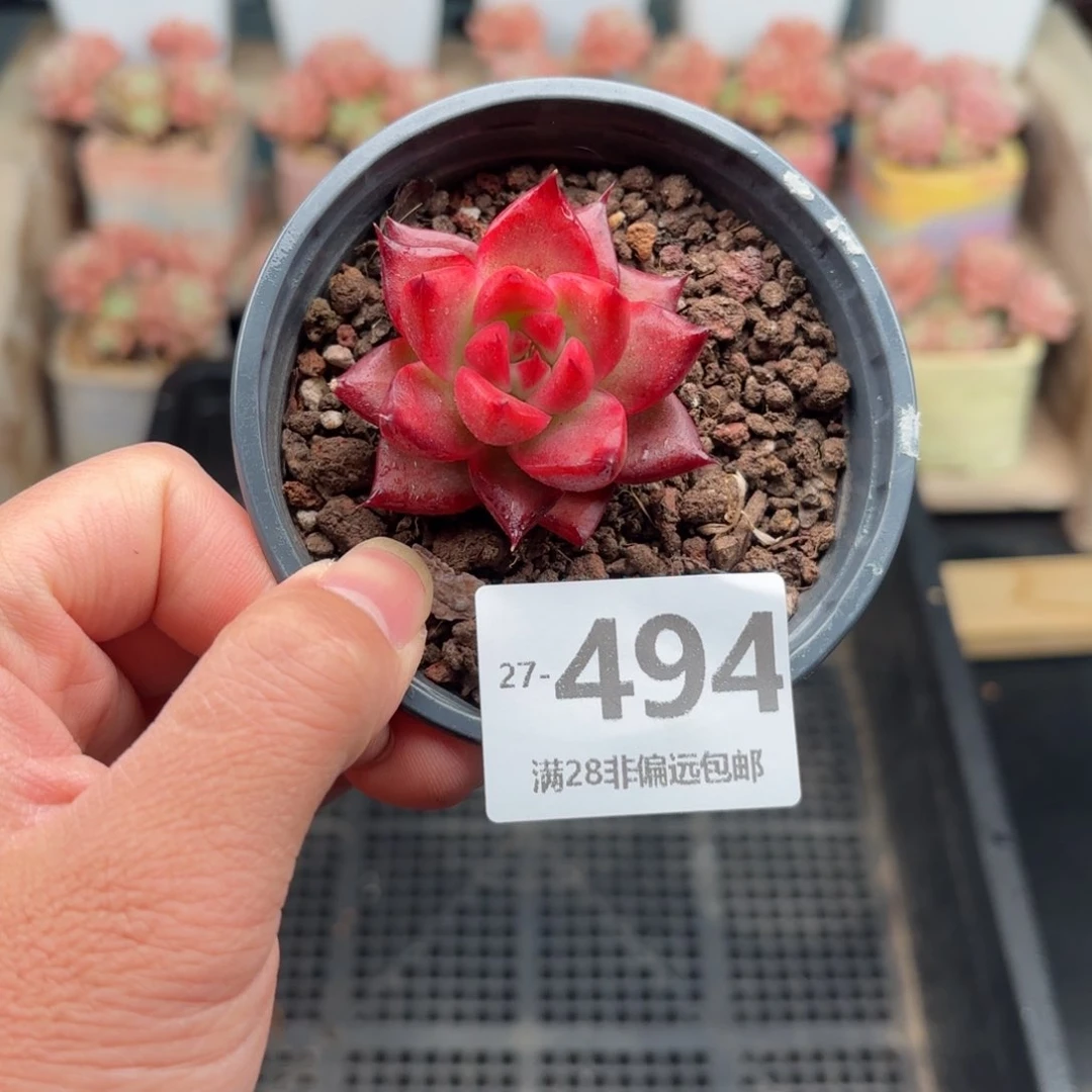 弗兰克 一物一拍