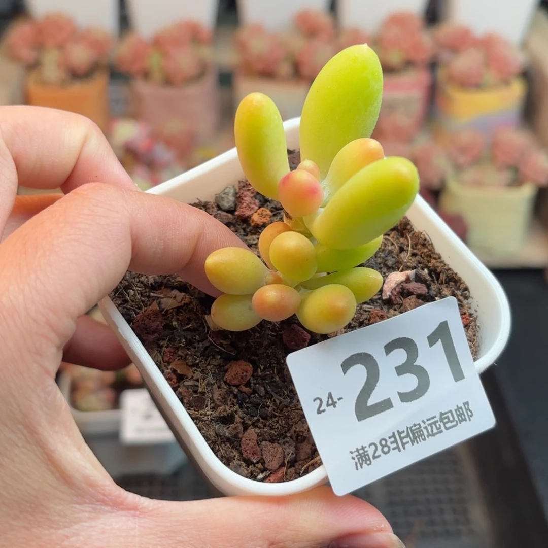 金蟾双头 一物一拍