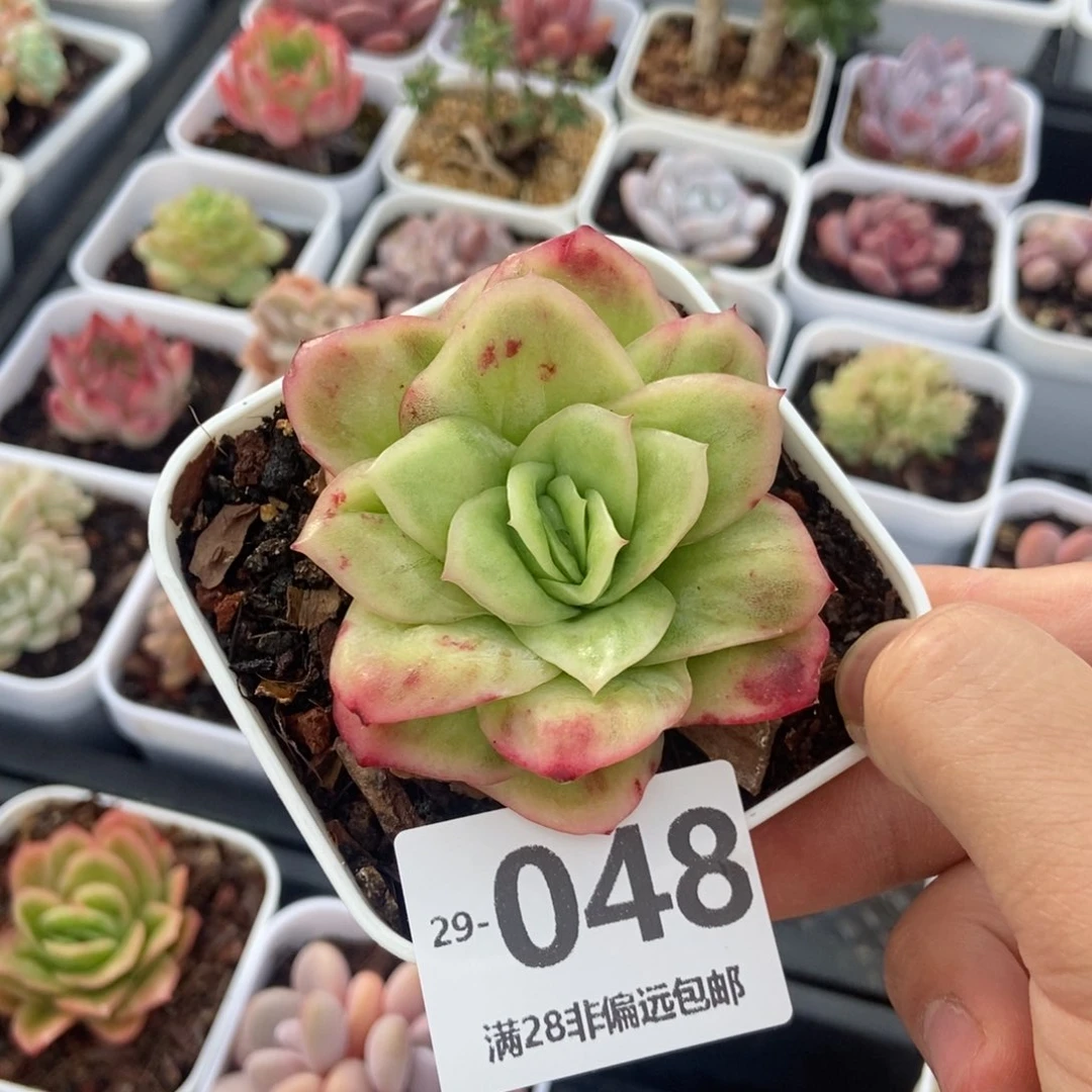 冰玫瑰锦 一物一拍