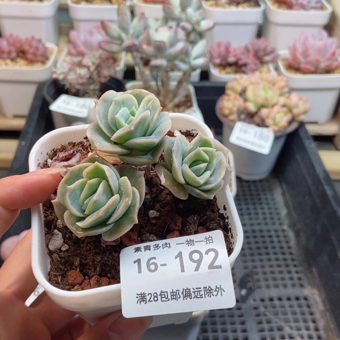 可爱玫瑰 一物一拍