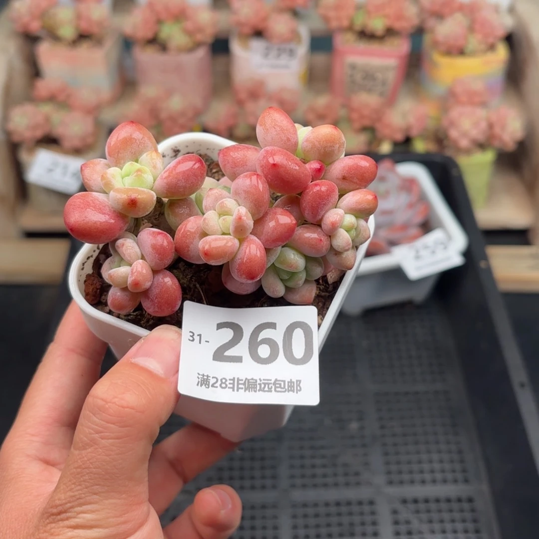 红洛神 一物一拍